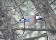 Garrulus glandarius cervicalis