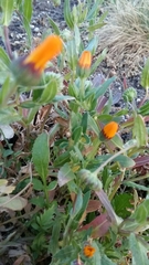 Calendula arvensis