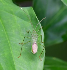 Homoeocerus graminis