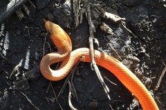 Lamprophis