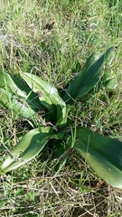 Himantoglossum hircinum
