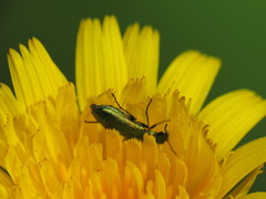 Psilothrix