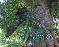 Ficus macrophylla