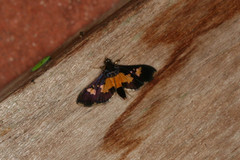 Salbia zena