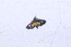 Salbia zena