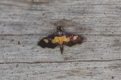 Salbia zena