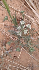 Daucus sahariensis