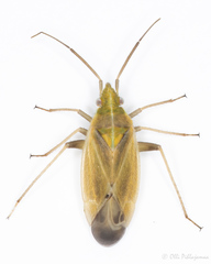 Amblytylus nasutus