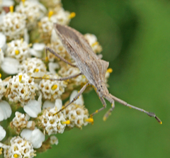 Chariesterus antennator
