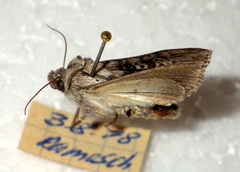 Cucullia absinthii