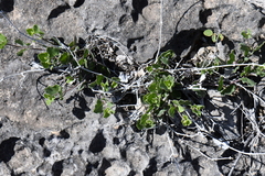 Carlowrightia torreyana