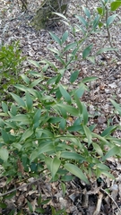 Danae racemosa