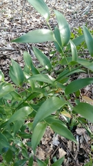 Danae racemosa
