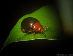 Chalcomela nitida