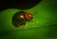 Chalcomela nitida