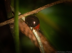 Chalcomela nitida