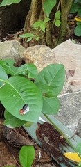 Talicada nyseus
