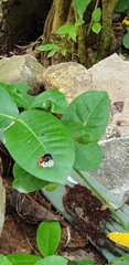 Talicada nyseus