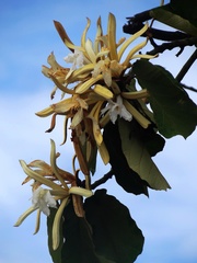 Pterospermum acerifolium