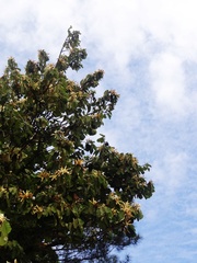 Pterospermum acerifolium