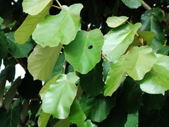 Pterospermum acerifolium