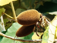 Pterospermum acerifolium