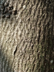 Pterospermum acerifolium