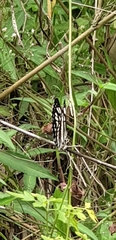 Neptis hylas