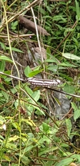 Neptis hylas