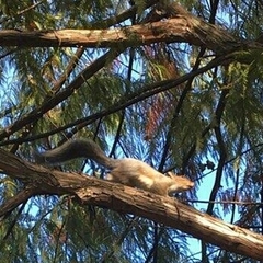 Sciurus carolinensis