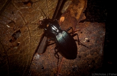 Trichosternus subvirens