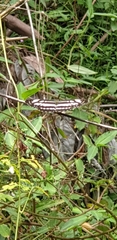 Neptis hylas