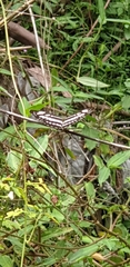 Neptis hylas
