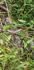 Neptis hylas