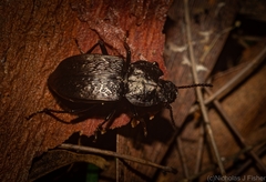 Coripera wilsoni