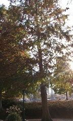 Sciurus carolinensis