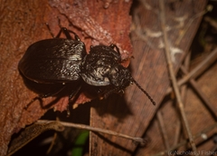 Coripera wilsoni