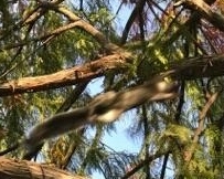 Sciurus carolinensis