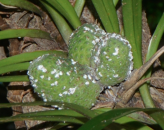 Freycinetia