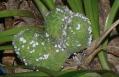 Freycinetia
