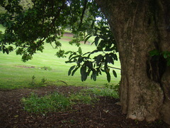 Ficus macrophylla