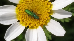 Psilothrix viridicoerulea