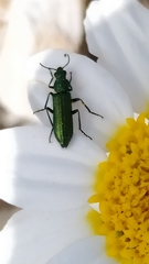 Psilothrix viridicoerulea