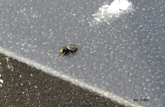 Heliophanus ussuricus