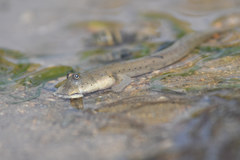 Walking Goby photo 5
