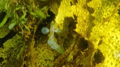 Cristiceps aurantiacus