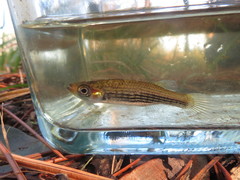 Fundulus lineolatus