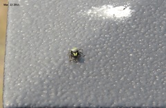 Heliophanus ussuricus