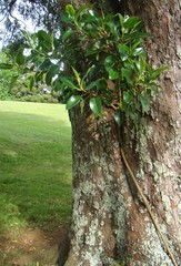 Ficus macrophylla