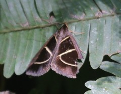 Parachalciope euclidicola